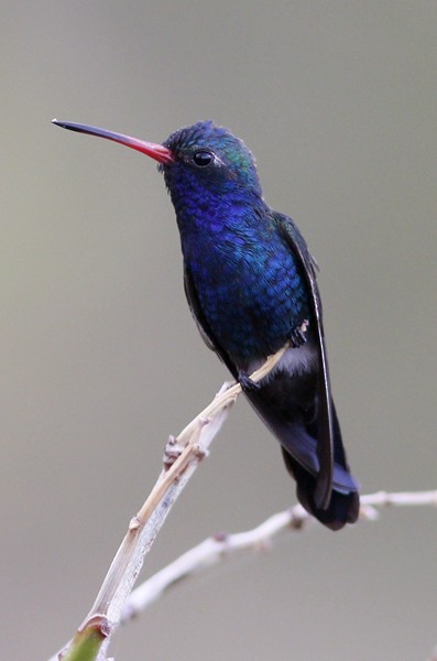 Turquoise-crowned Hummingbird - ML40809901