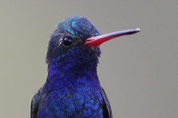 Turquoise-crowned Hummingbird - Ted Keyel