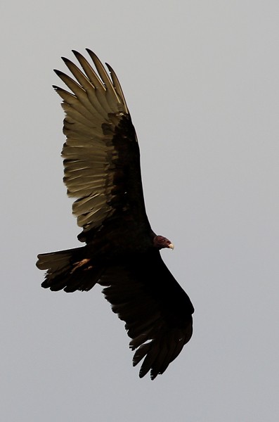 Turkey Vulture - ML40810091