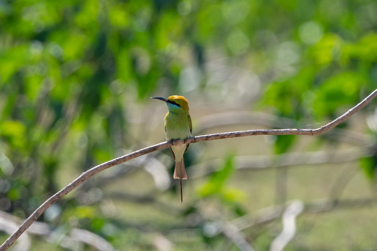 Asian Green Bee-eater - Aditya Rao