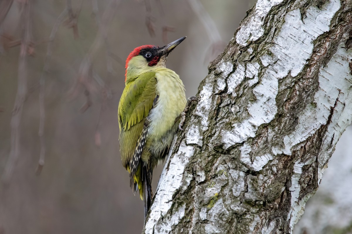 Eurasian Green Woodpecker - ML408105151