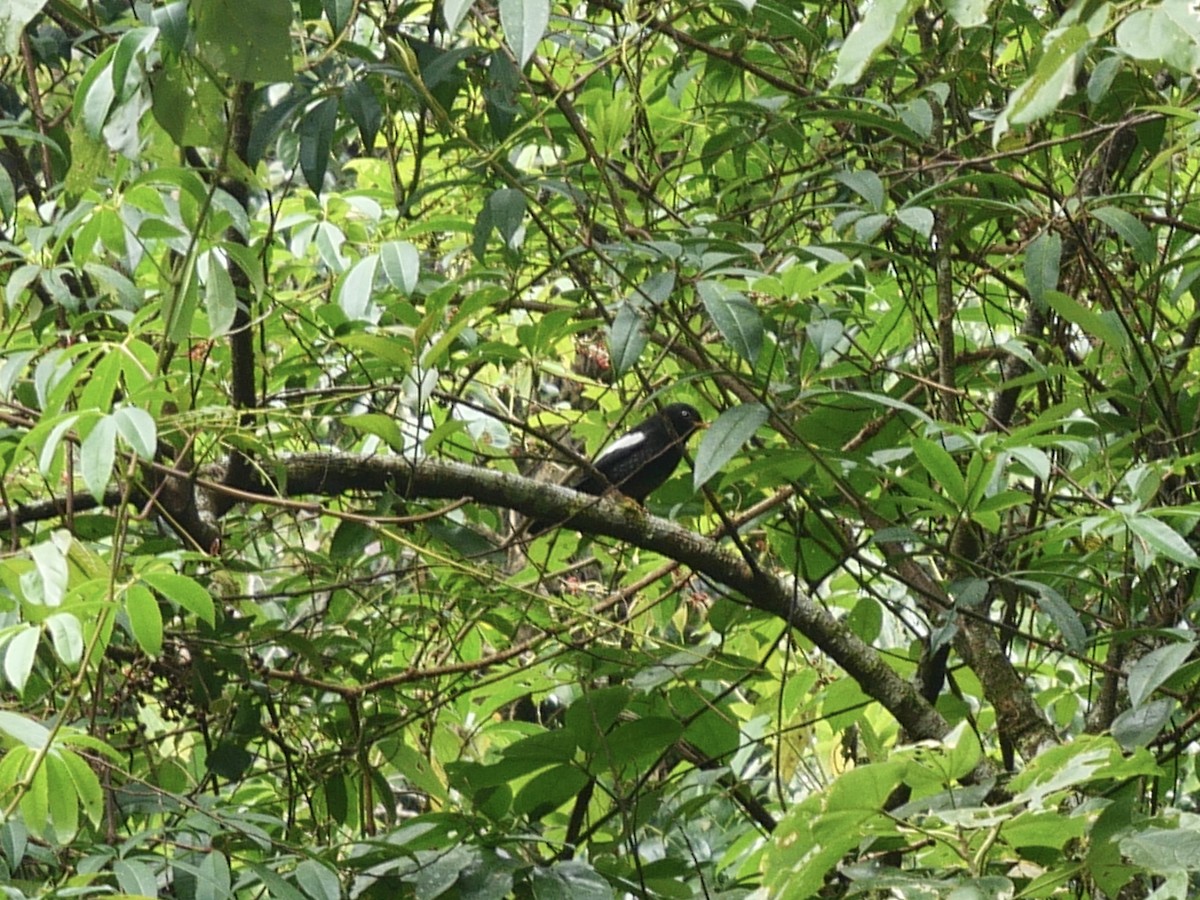 Gray-winged Blackbird - Poramin Watnakornbancha