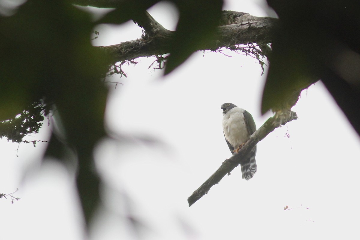Double-toothed Kite - ML408105571