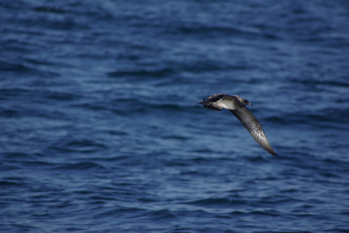 Long-tailed Jaeger - ML40811021
