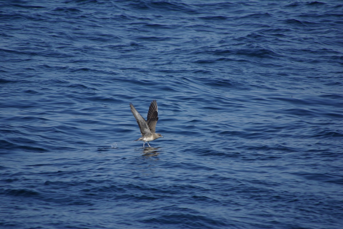 Long-tailed Jaeger - ML40811061