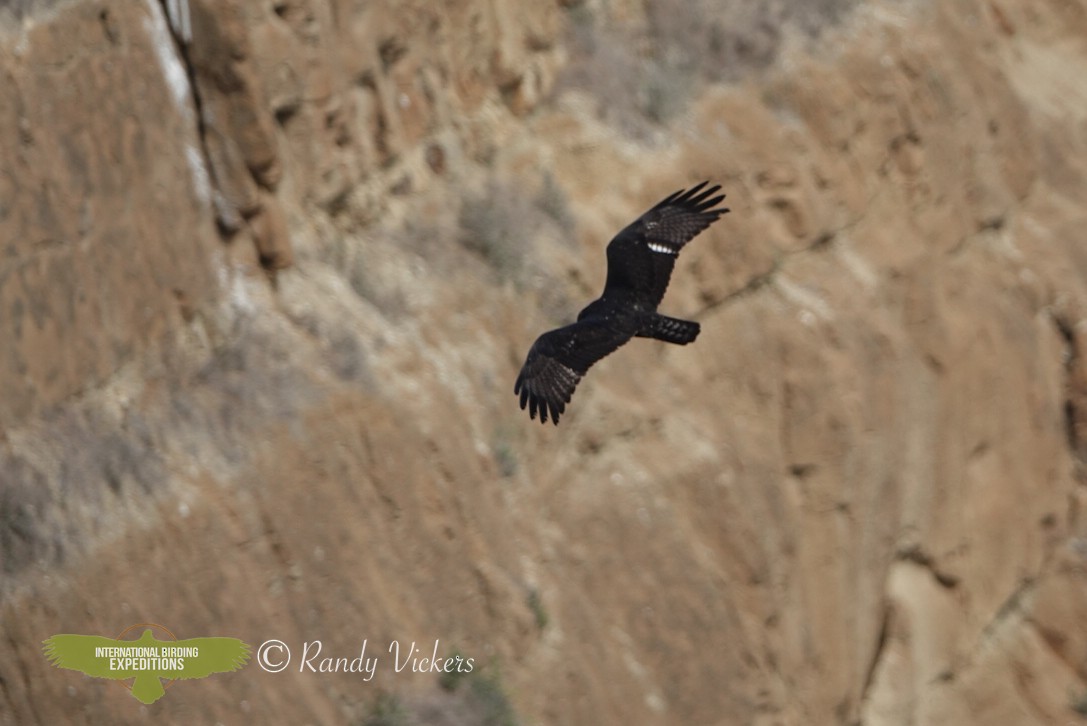 Zone-tailed Hawk - Randy Vickers