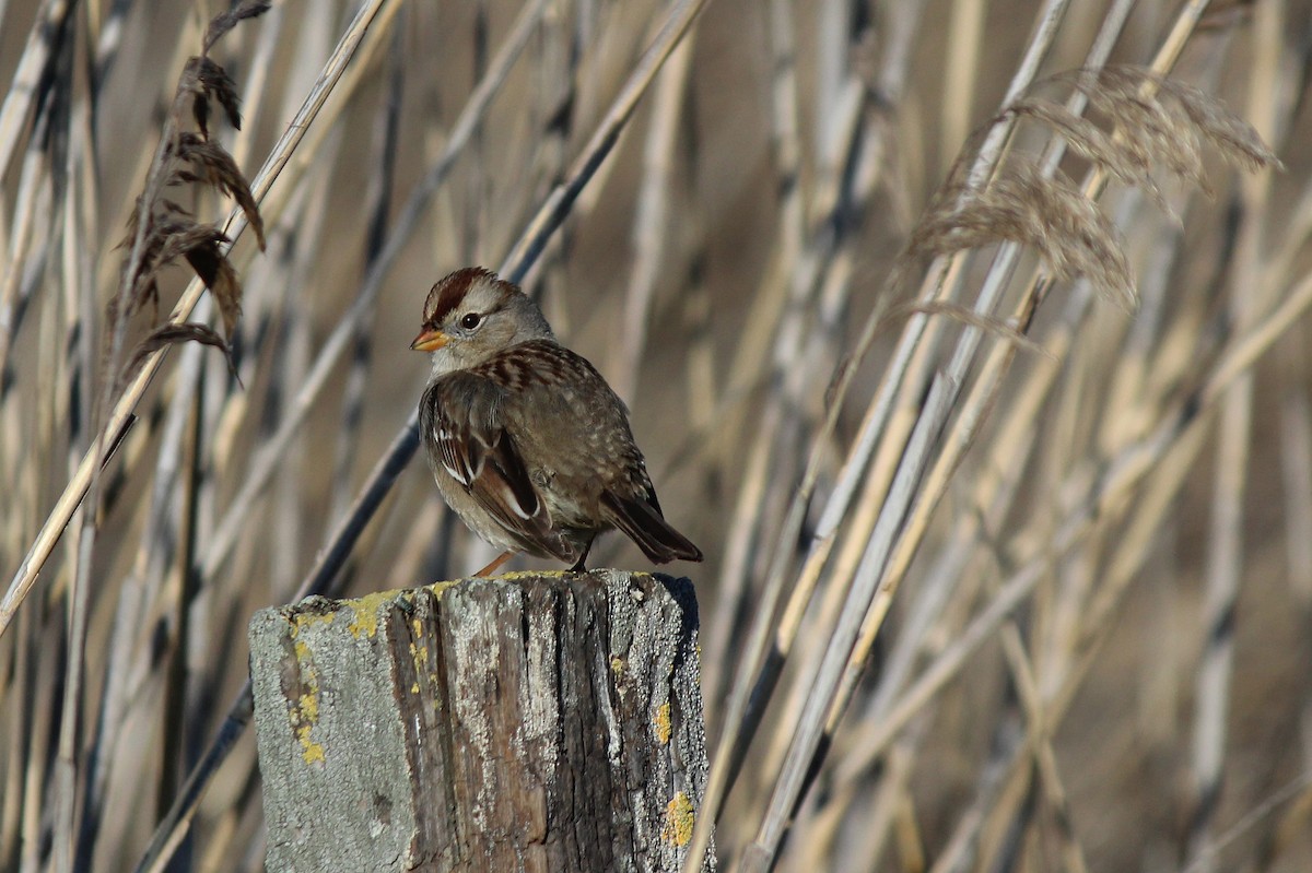 White-crowned Sparrow - ML40811521