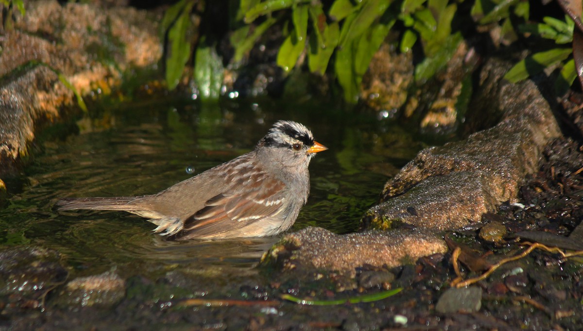 White-crowned Sparrow - ML40811531
