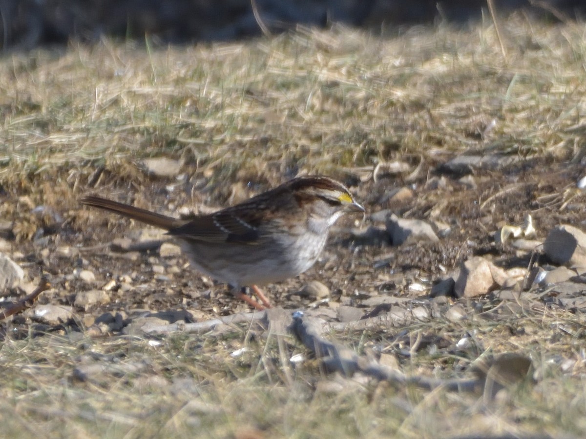 White-throated Sparrow - ML408115371