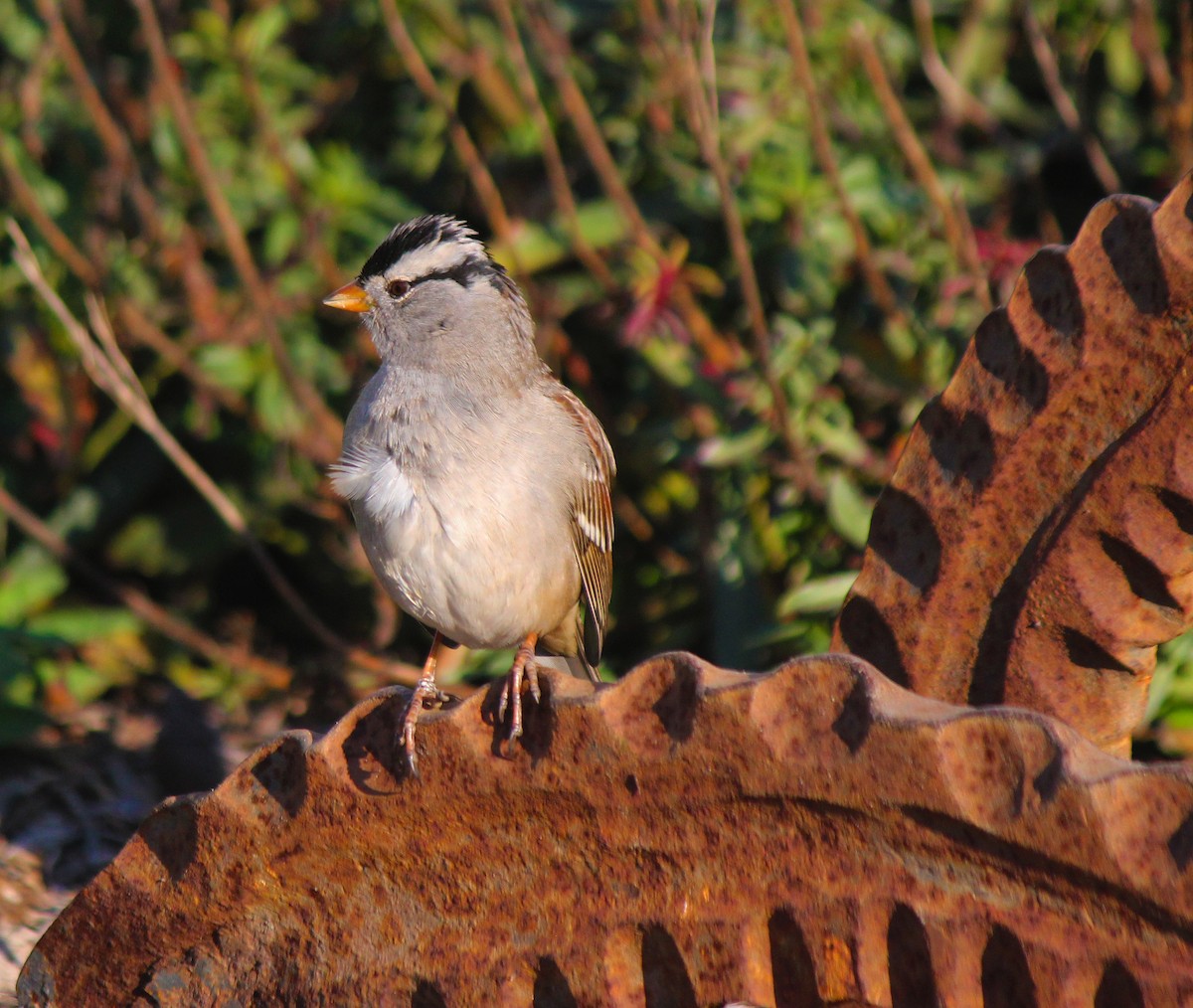 White-crowned Sparrow - ML40811541