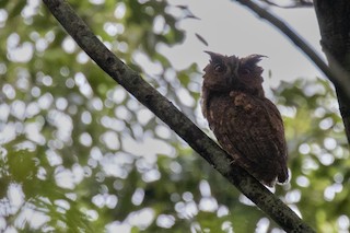 Japanese Scops-Owl, ML408115681