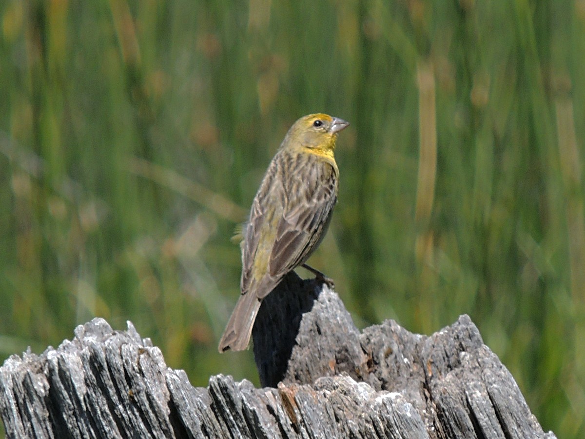Grassland Yellow-Finch - Simón Pla García