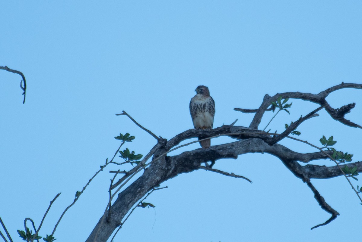 Red-tailed Hawk (jamaicensis) - Roberto Dall Agnol