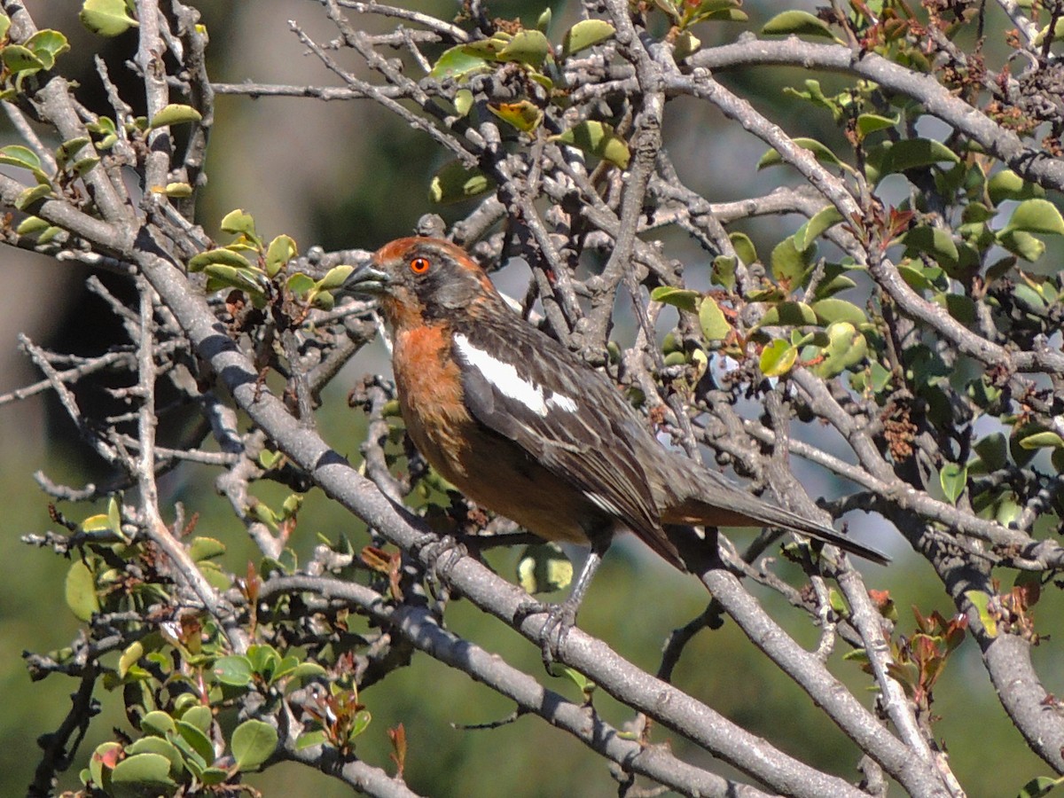 Rufous-tailed Plantcutter - ML408134431