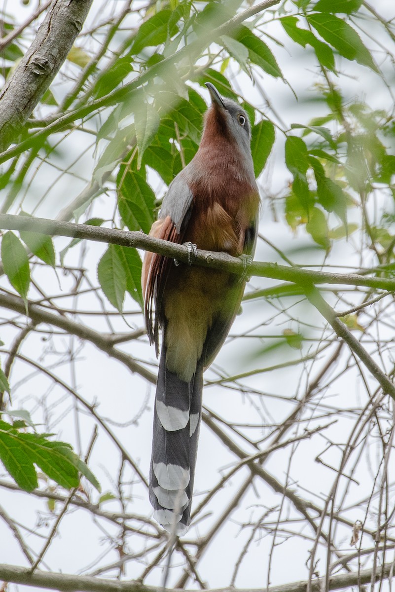 Bay-breasted Cuckoo - ML408137381