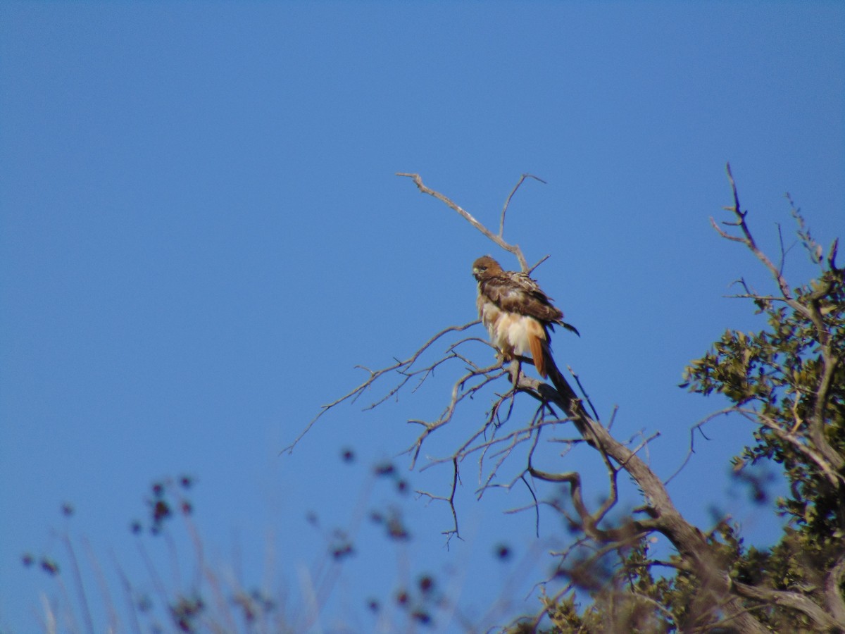 Red-tailed Hawk - ML408140771