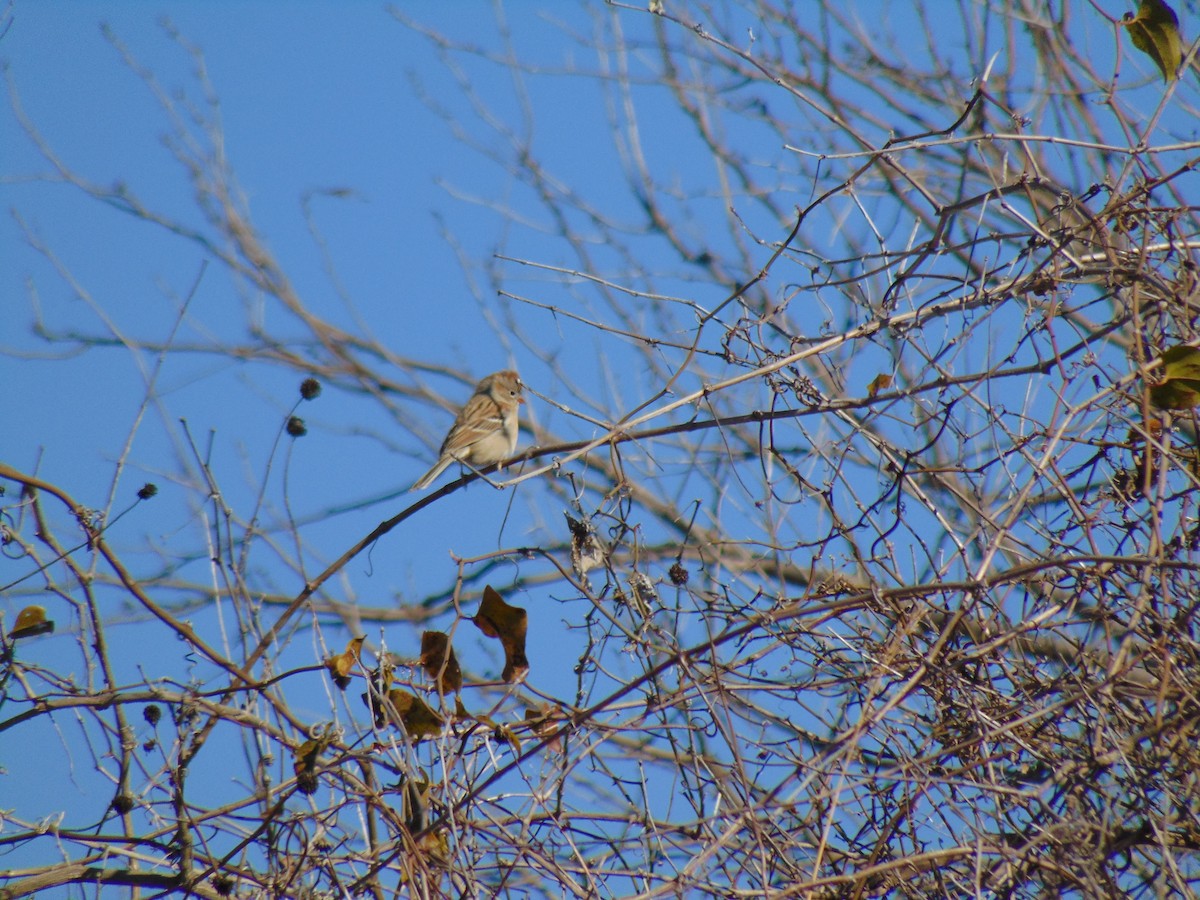 Field Sparrow - Jordan P