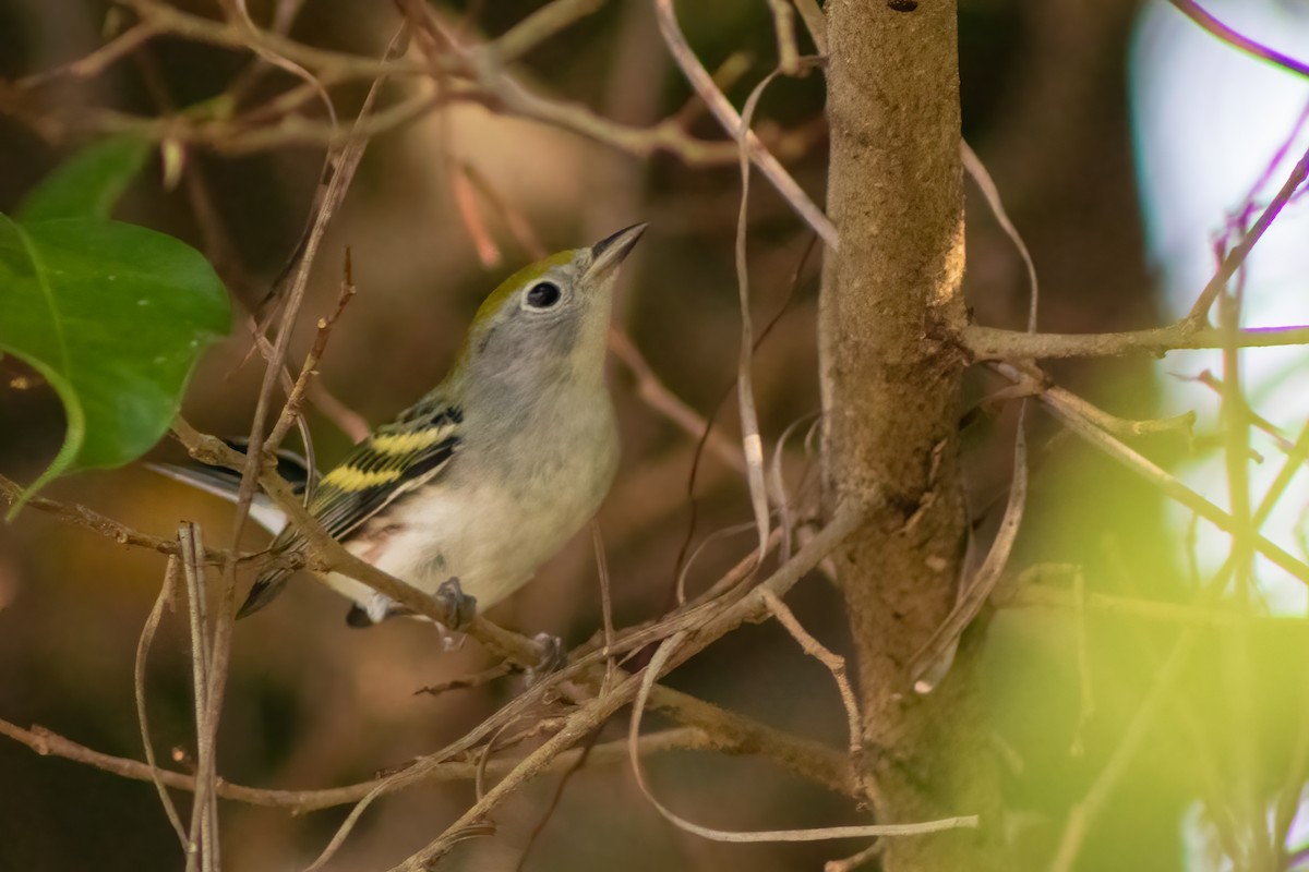 Bay-breasted Warbler - ML408144511