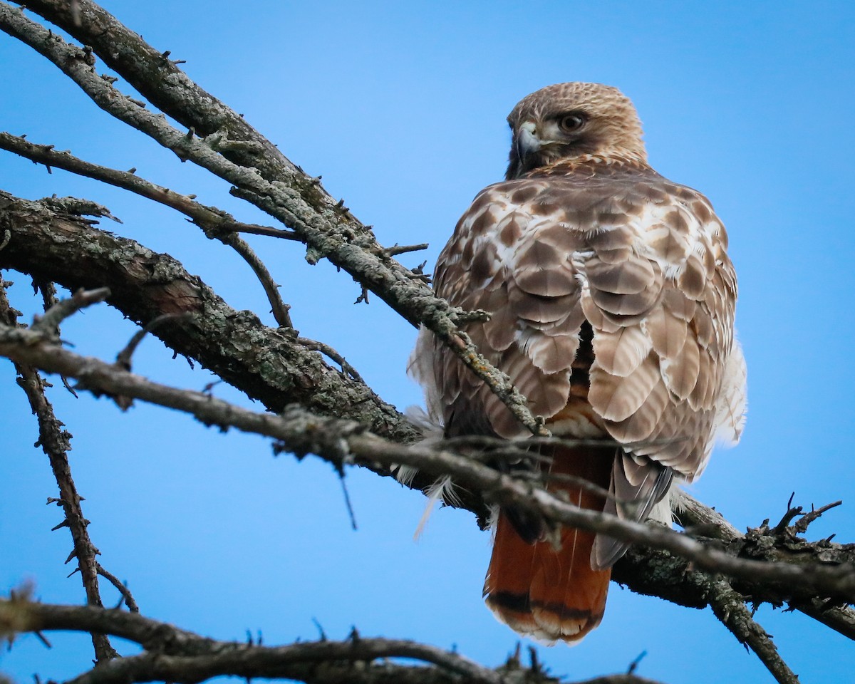 Red-tailed Hawk - ML408145241