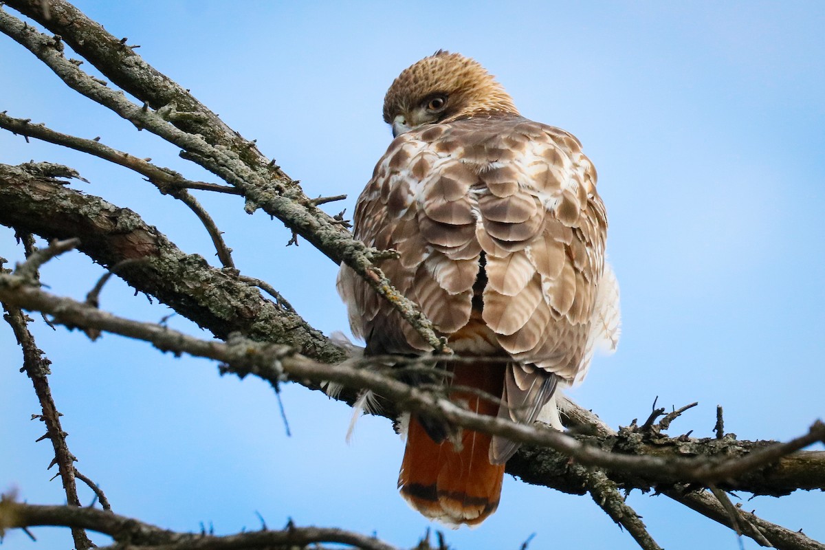 Red-tailed Hawk - ML408145251