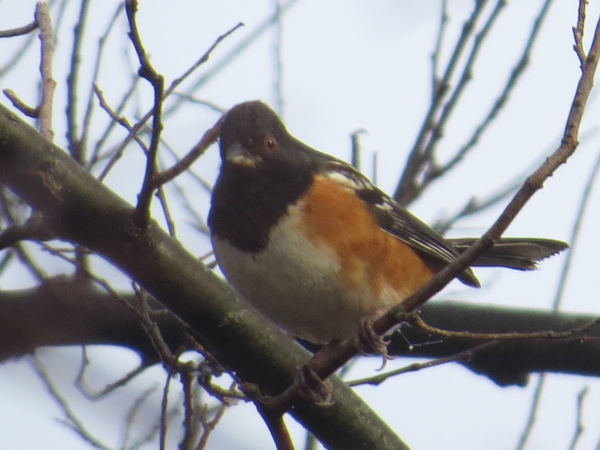 Spotted Towhee - ML40814781