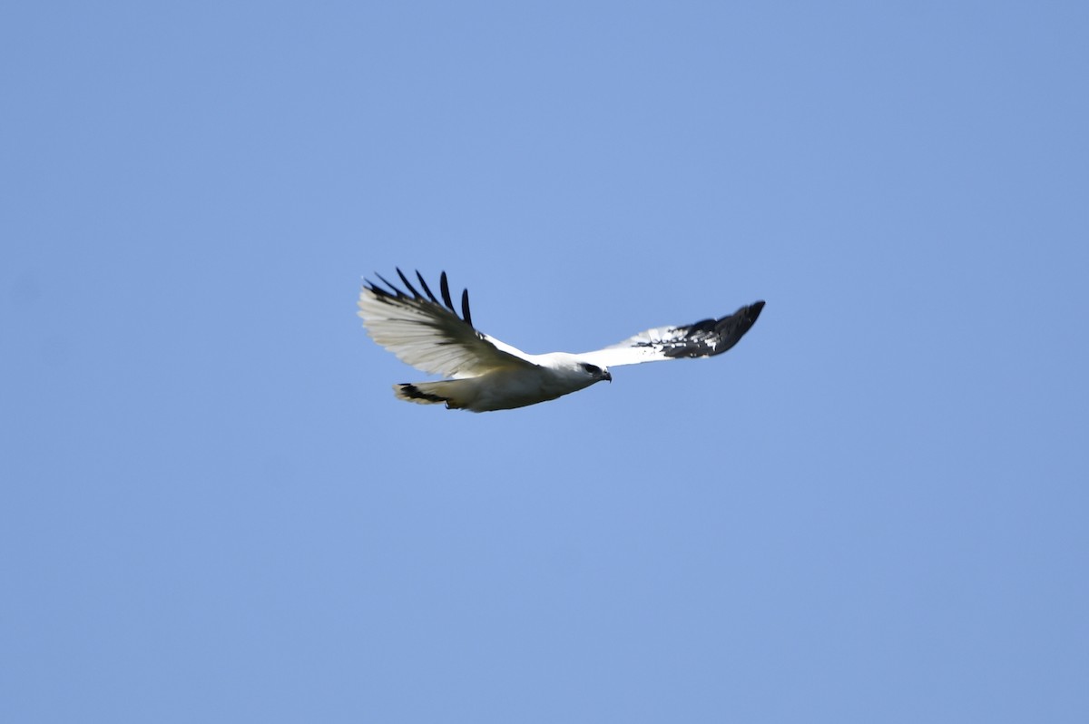 White Hawk - Juan Pablo Ligorria