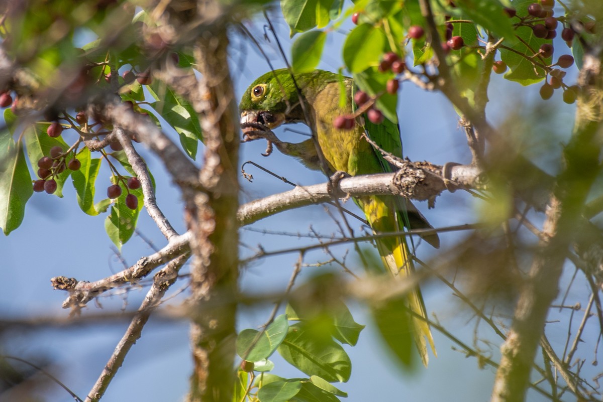 Olive-throated Parakeet - ML408152431