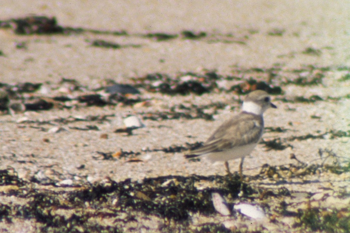 Piping Plover - ML408154591