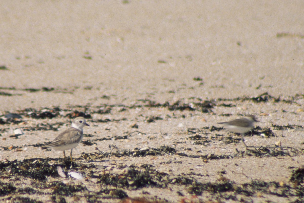 Piping Plover - ML408154701