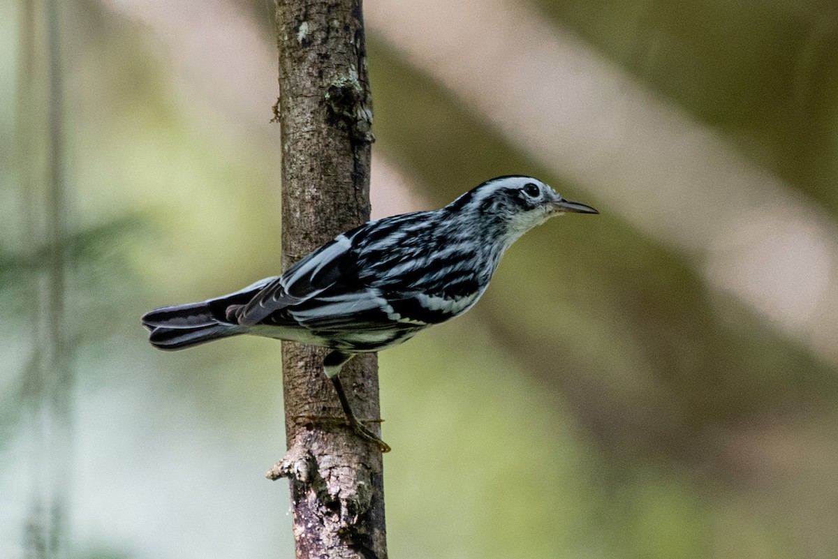 Black-and-white Warbler - ML408155741