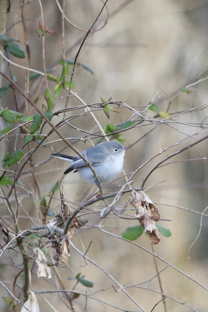 Blue-Gray Gnatcatcher  Missouri Department of Conservation