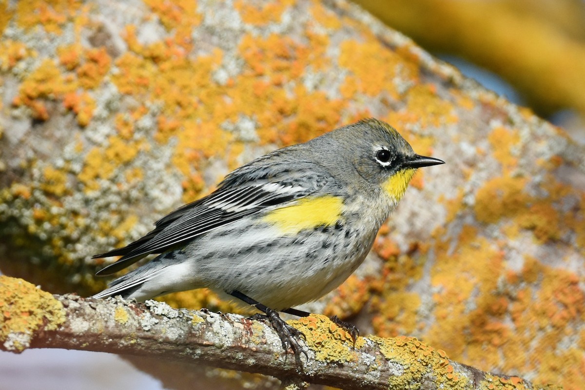 Yellow-rumped Warbler (Audubon's) - ML408158271