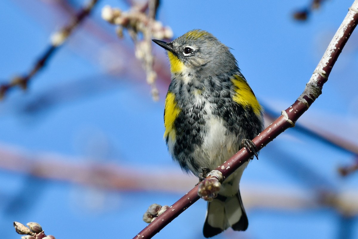 Yellow-rumped Warbler (Audubon's) - ML408158281