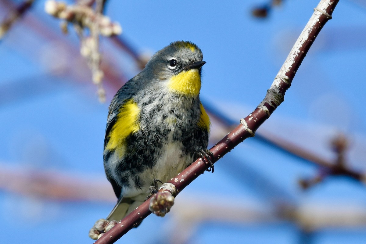Yellow-rumped Warbler (Audubon's) - ML408158311