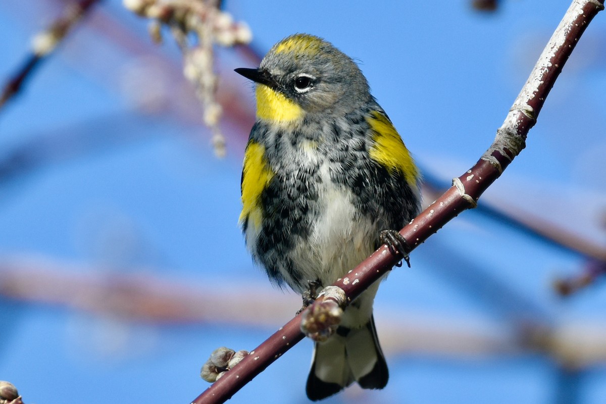 Yellow-rumped Warbler (Audubon's) - ML408158321