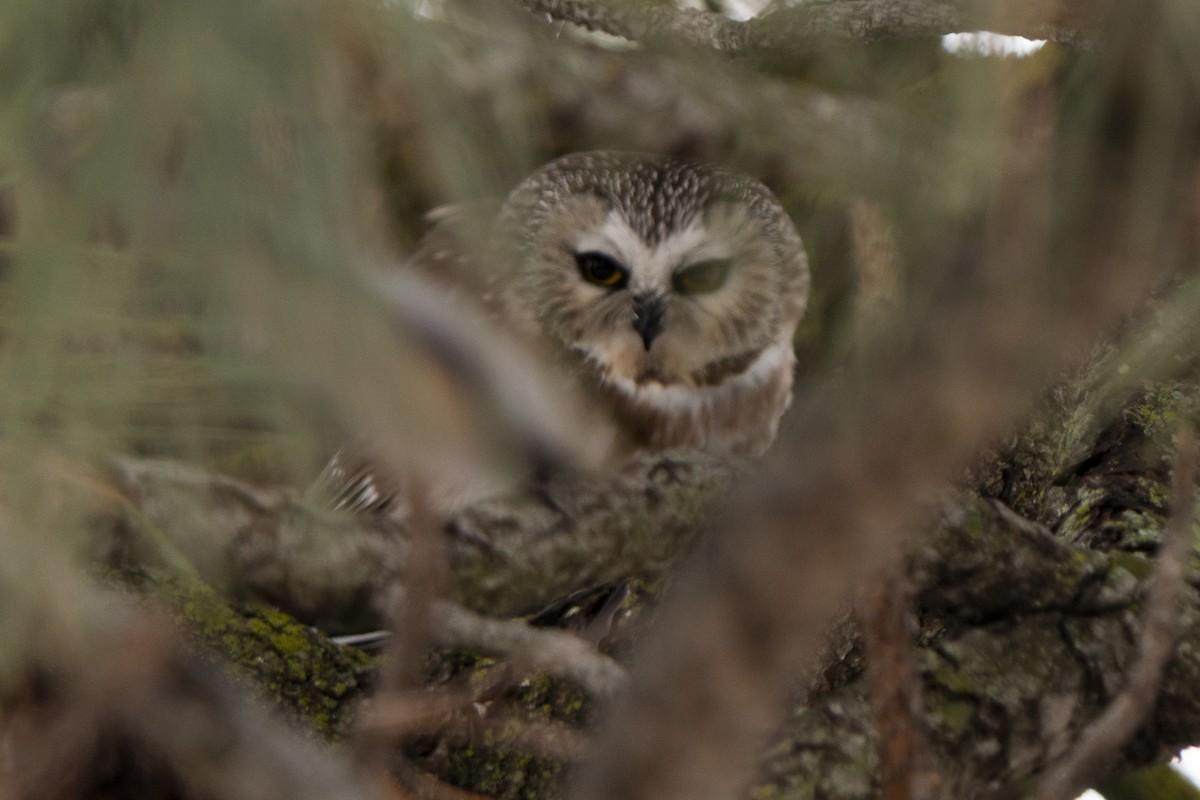 Northern Saw-whet Owl - ML408158881