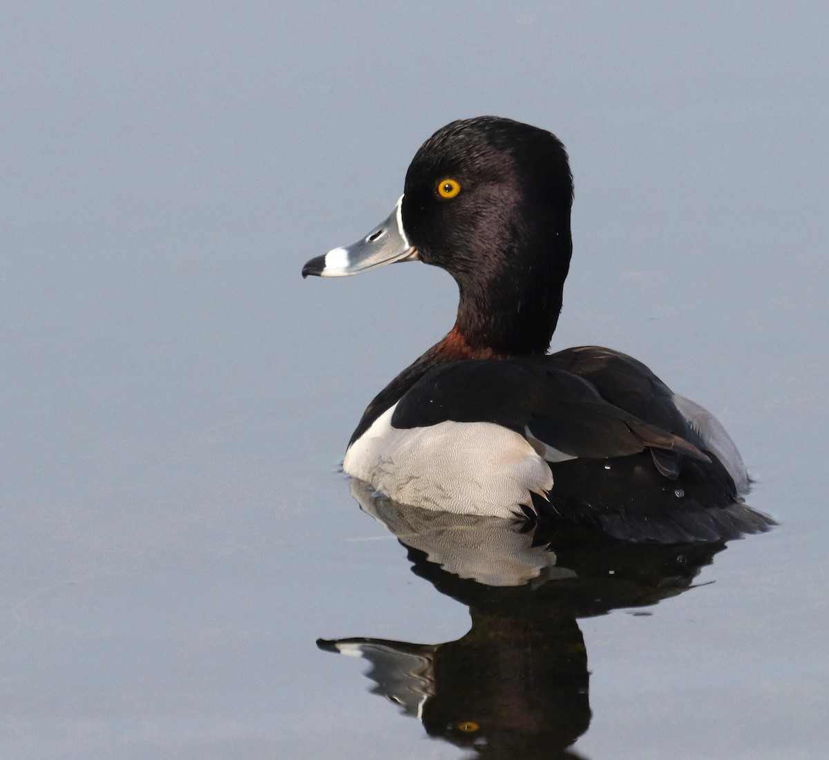 Ring-necked Duck - Paul Hueber