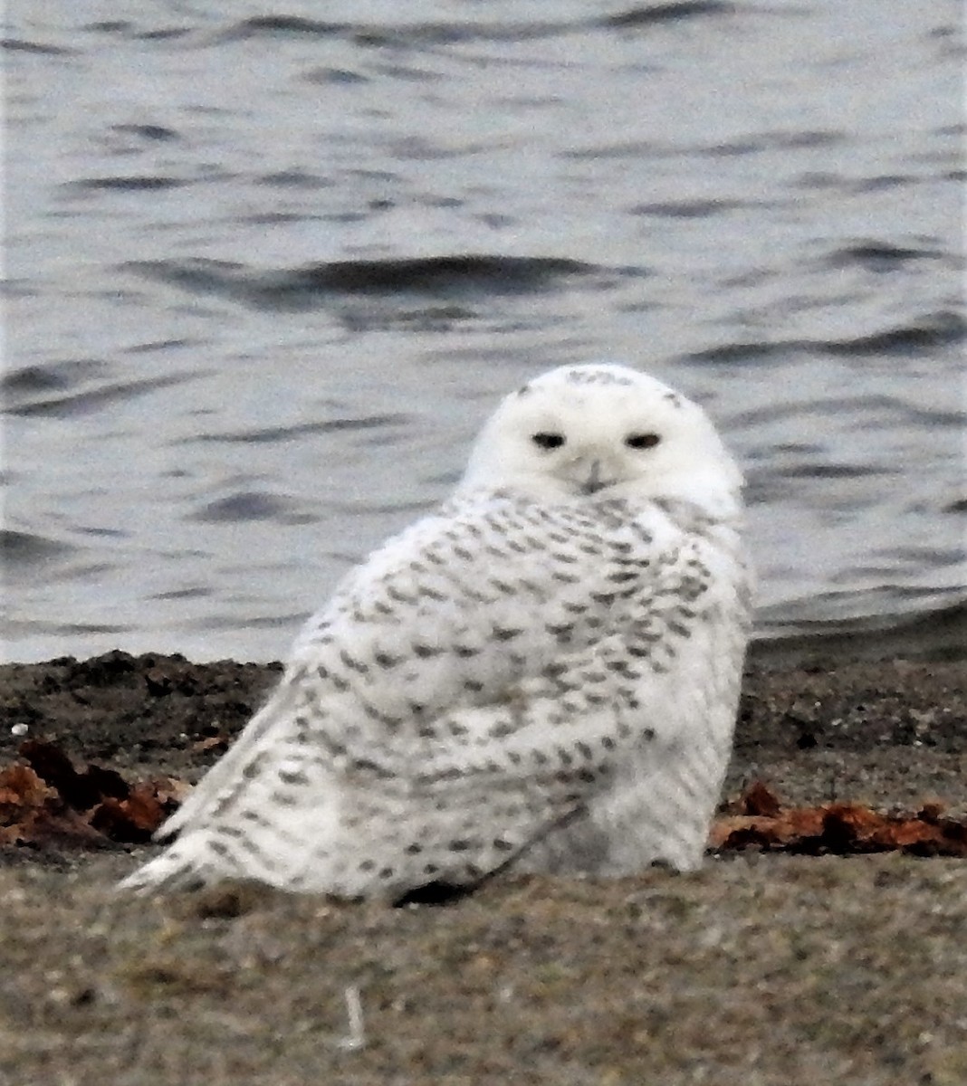 Ebird Checklist Nov Alum Creek State Park Beach Species