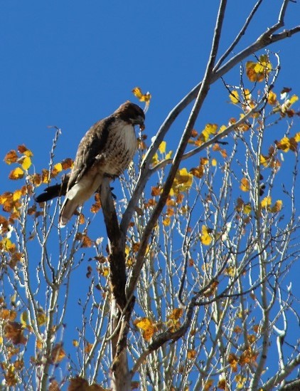 Red-tailed Hawk - John "Lefty" Arnold