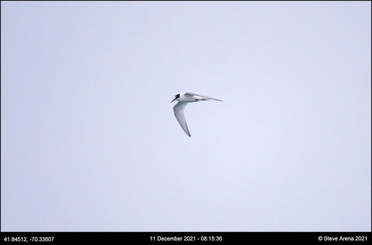 Arctic Tern - ML408170621