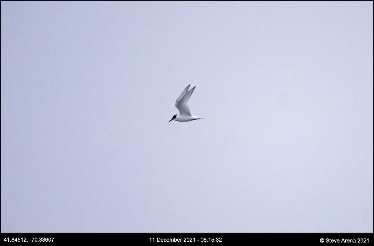 Arctic Tern - ML408170631