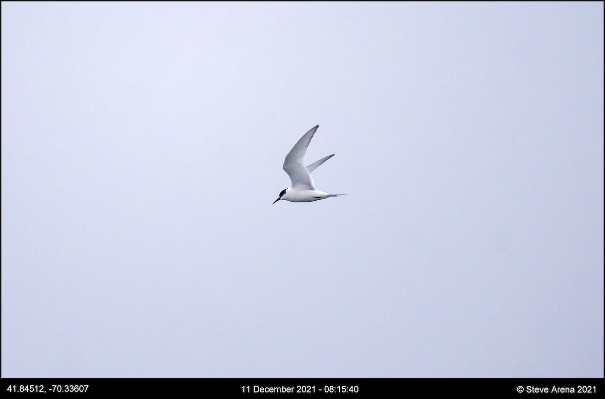 Arctic Tern - ML408170651