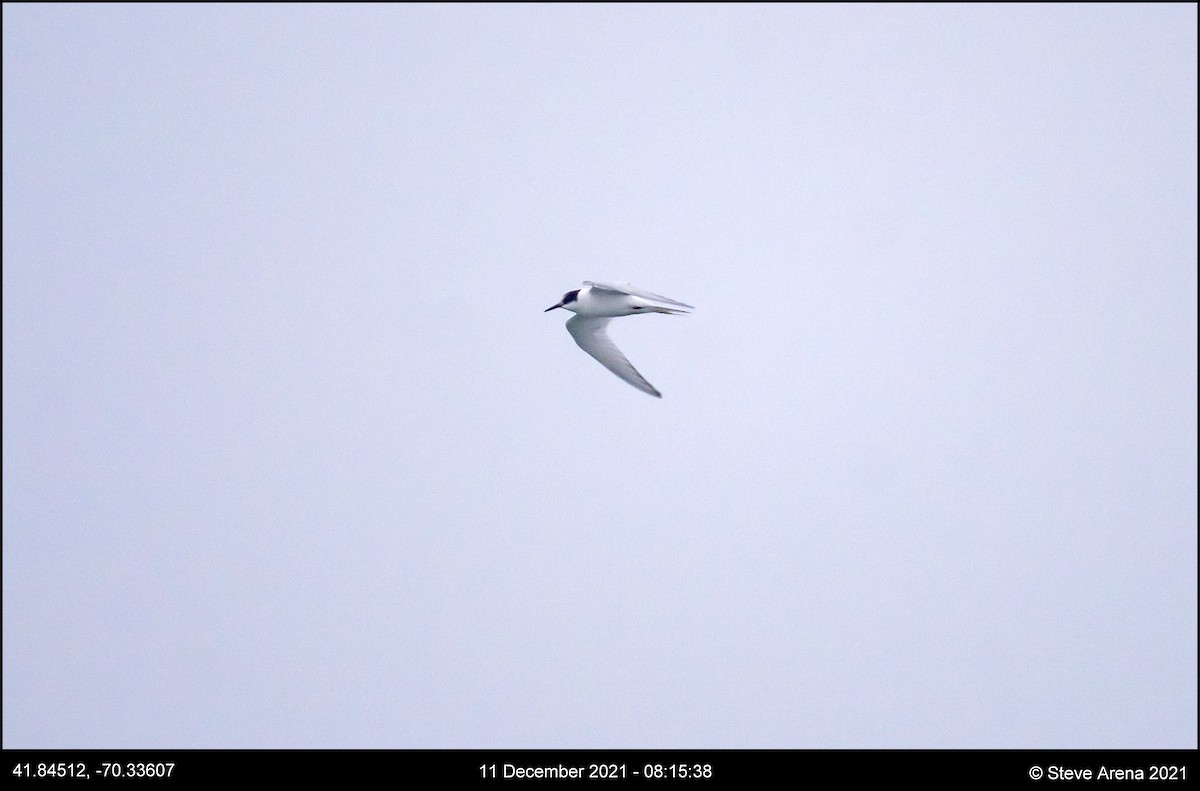 Arctic Tern - ML408170661