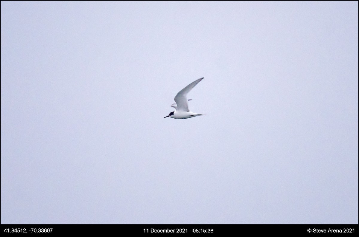 Arctic Tern - ML408170671