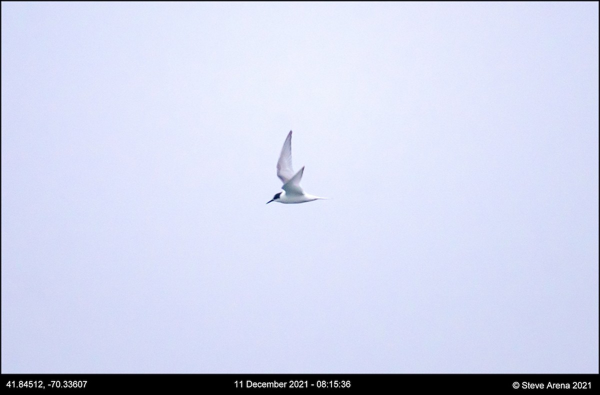 Arctic Tern - ML408170751