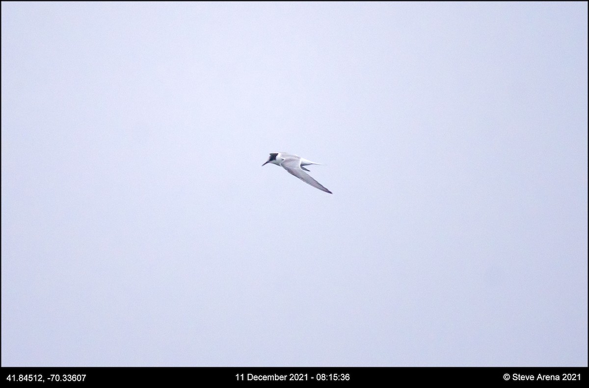 Arctic Tern - ML408170761