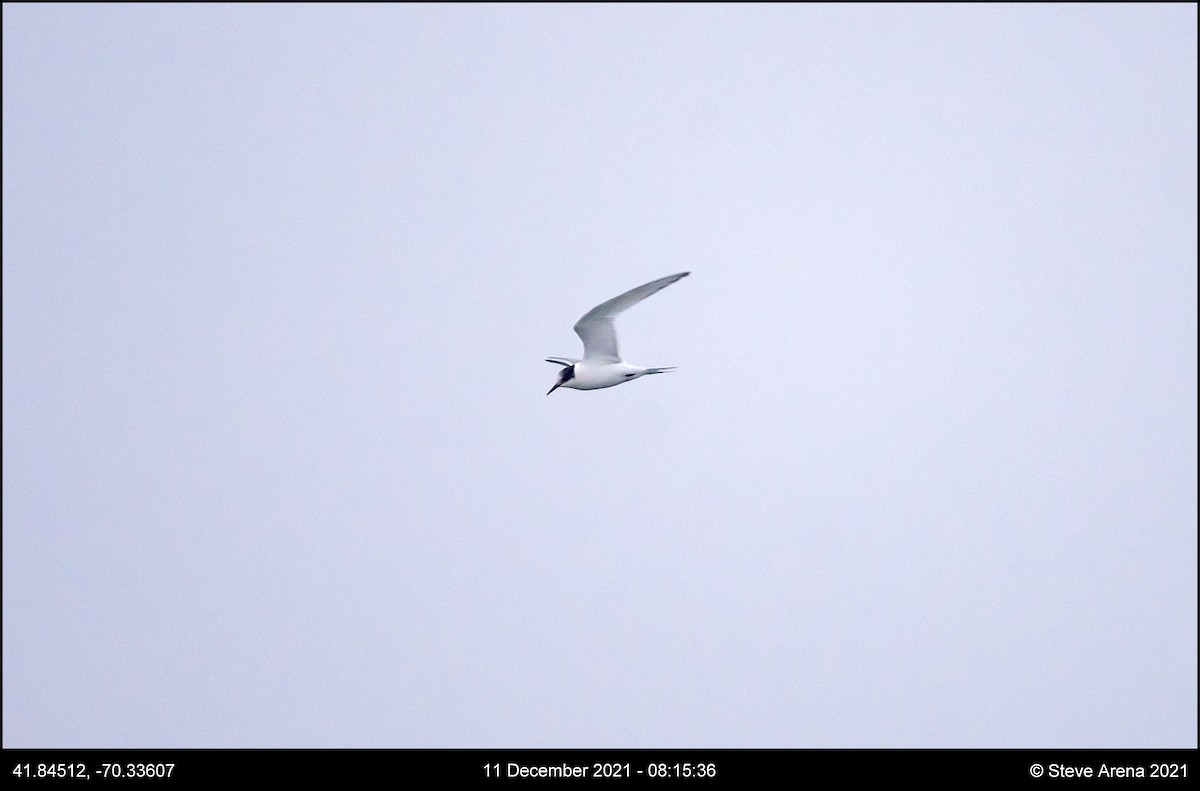Arctic Tern - ML408170771