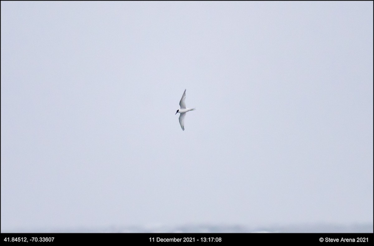Arctic Tern - ML408171171