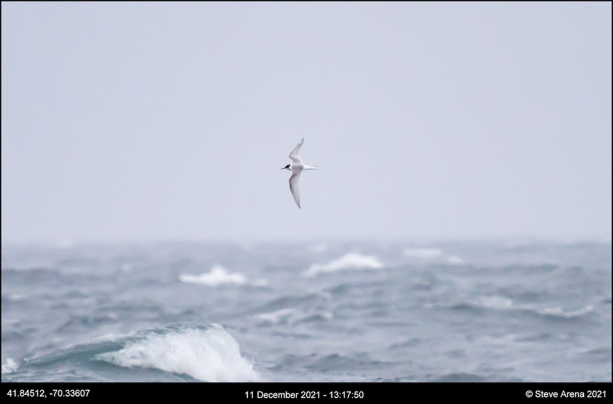Arctic Tern - ML408171181