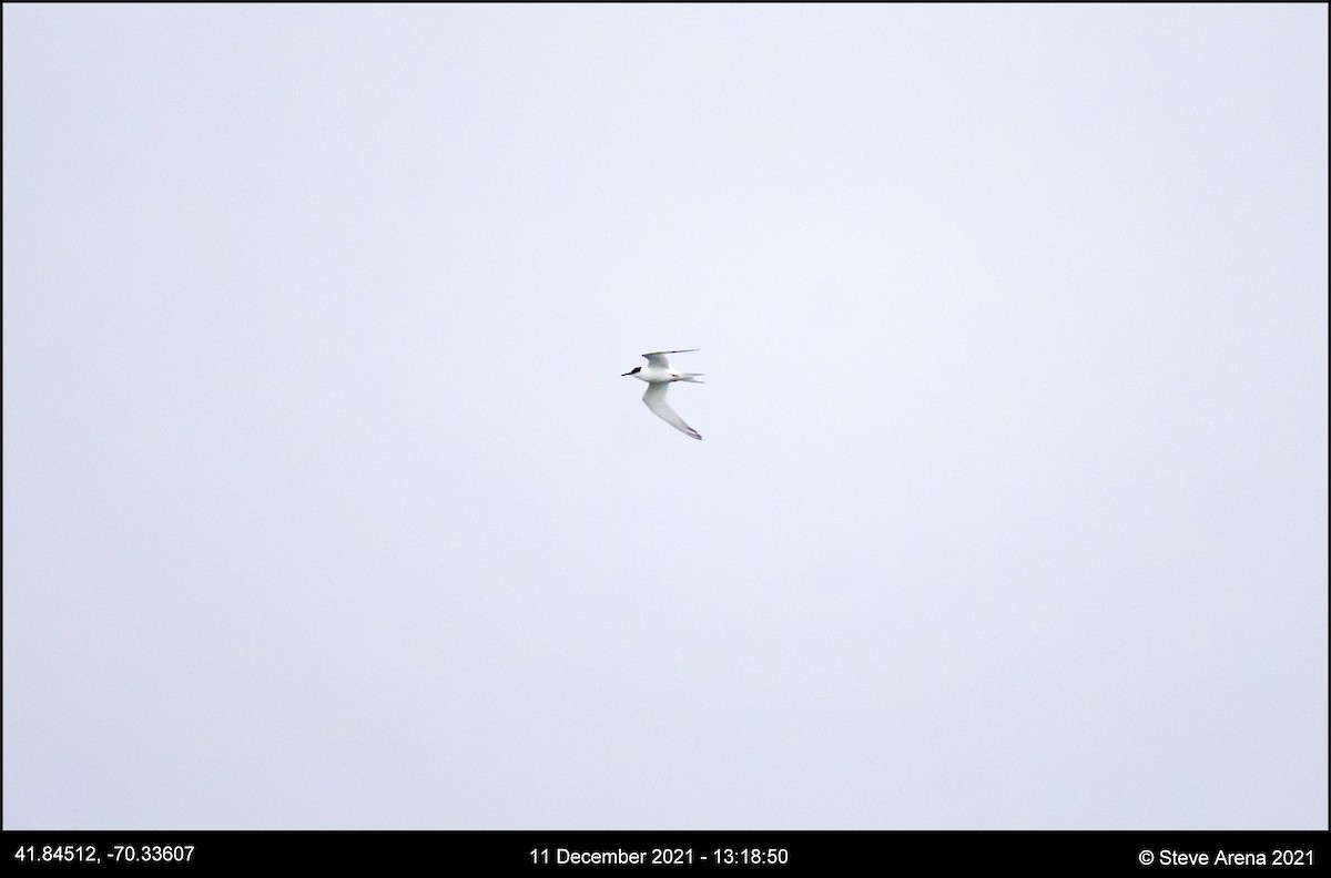 Arctic Tern - ML408171191